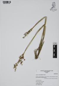 Juncus microcephalus image